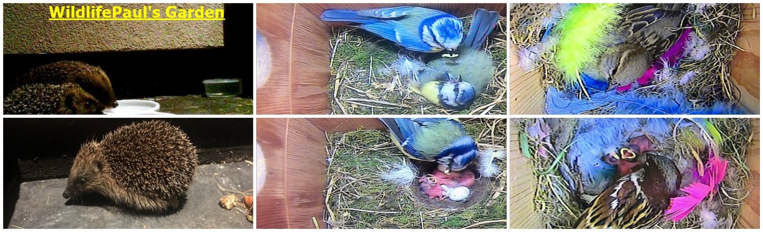 Wildlife Paul banner