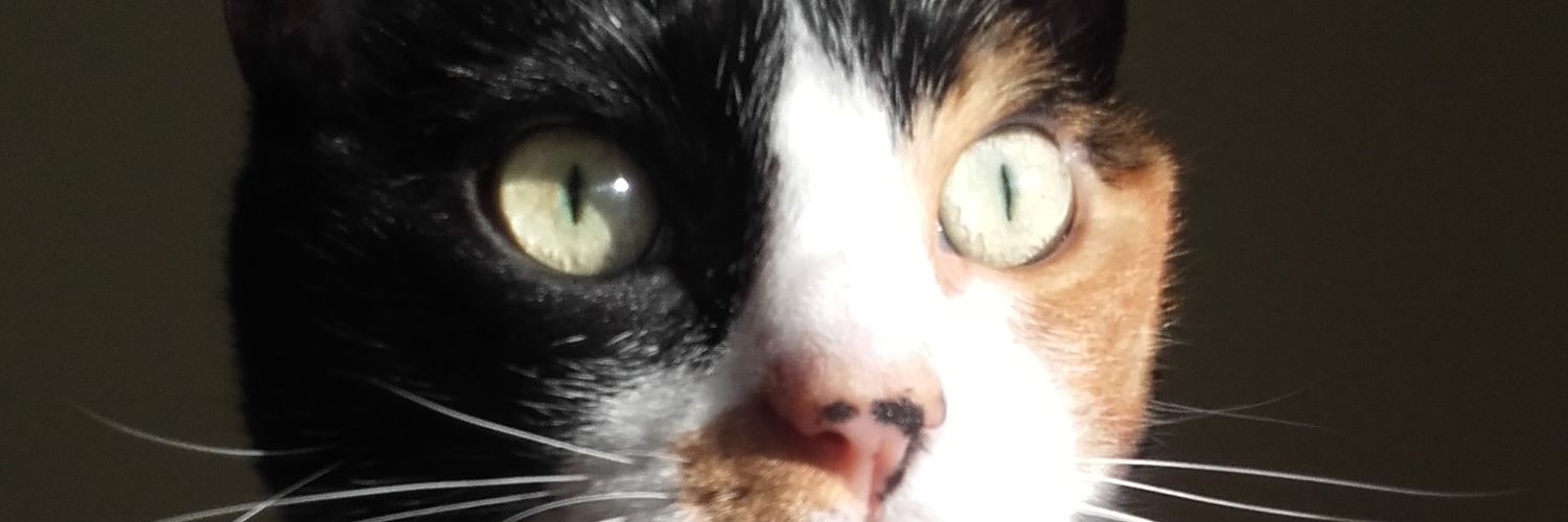 LauraEI68's profile banner image