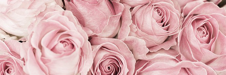 Meg✿T's banner