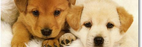 dog_love39's profile banner image