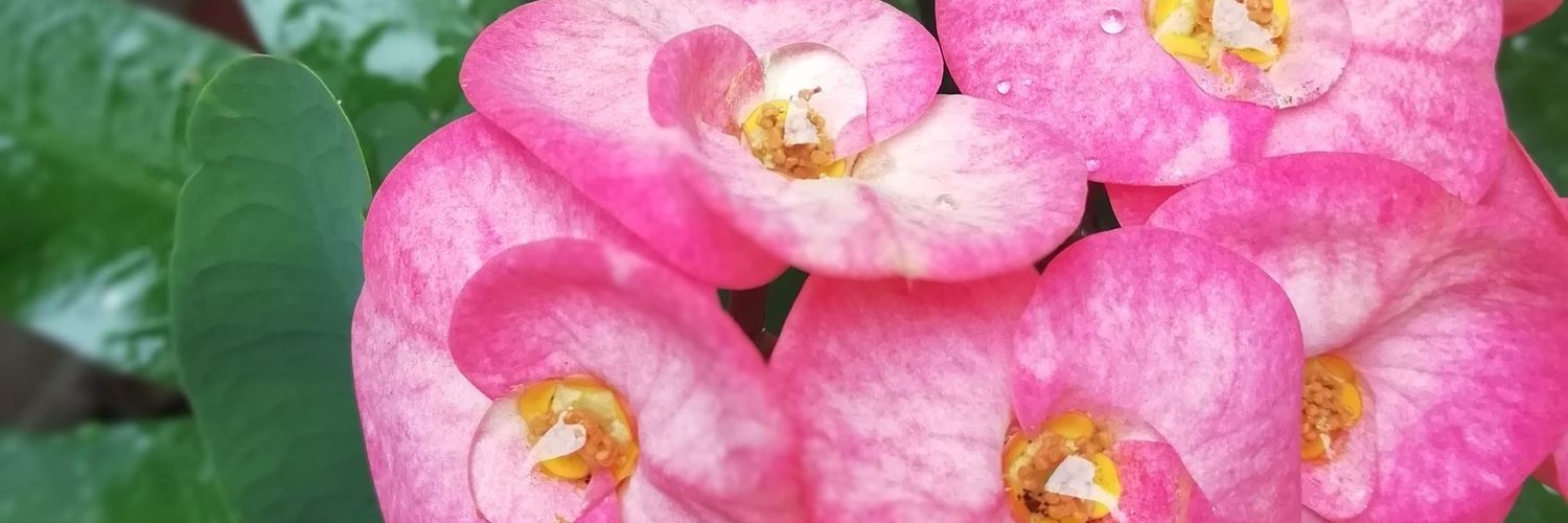 sofia_bridi's profile banner image