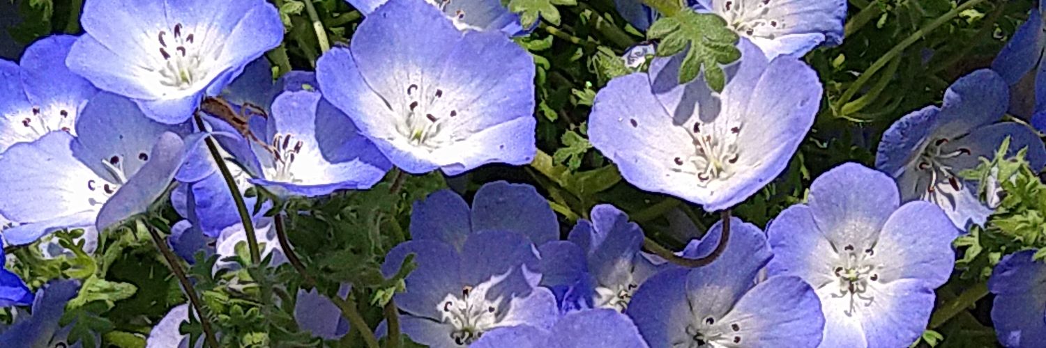 光梨@取引垢 banner