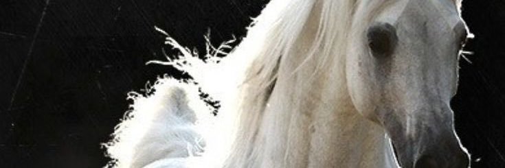 Ax_9370's profile banner image