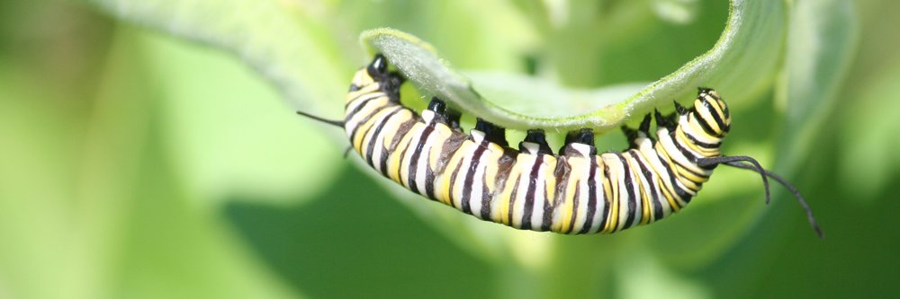 Monarch Larva Monitoring Project banner