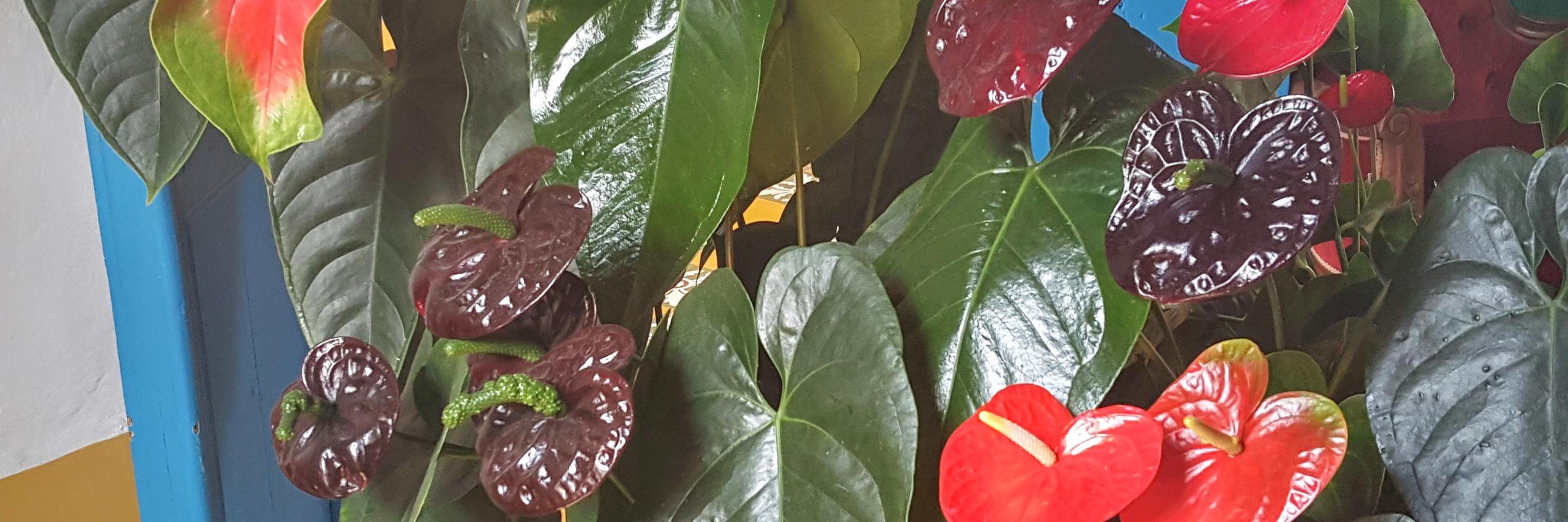 BsBeaser's profile banner image