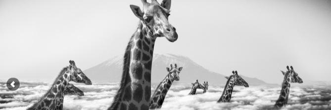 osodelic's profile banner image