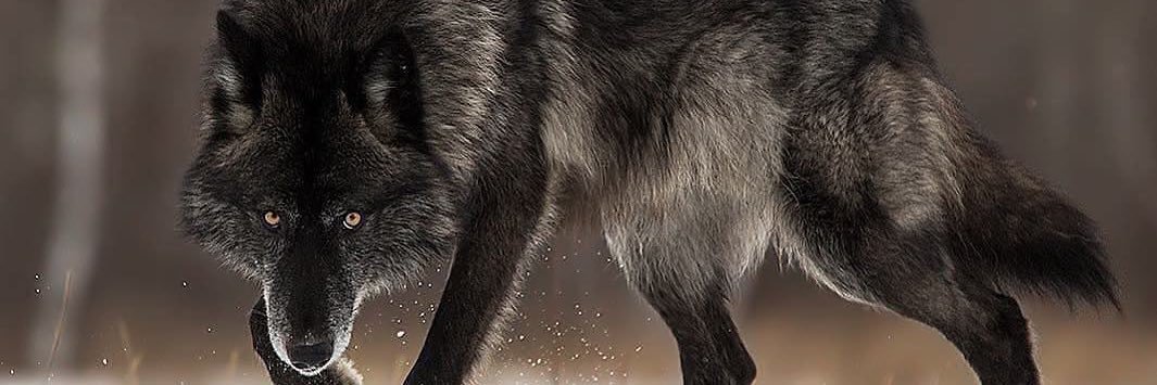 RomarnixMMA's profile banner image