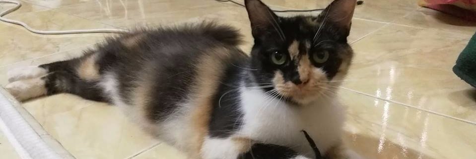 ShahuliH's profile banner image
