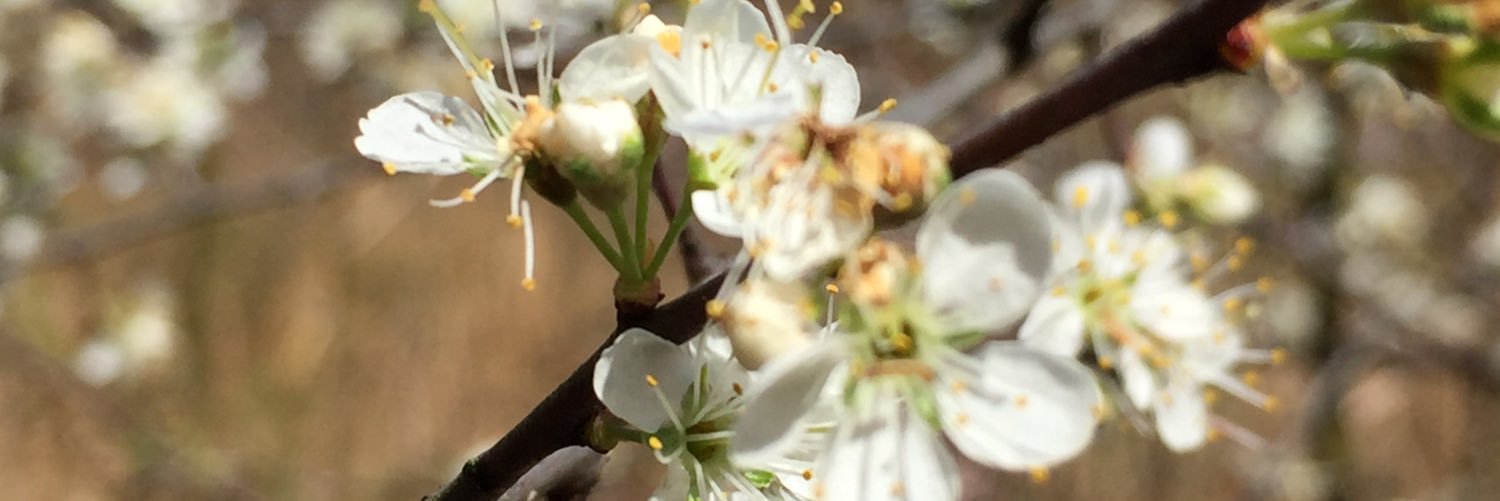ufb4trees's profile banner image