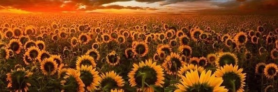 StephlovaDa1's profile banner image