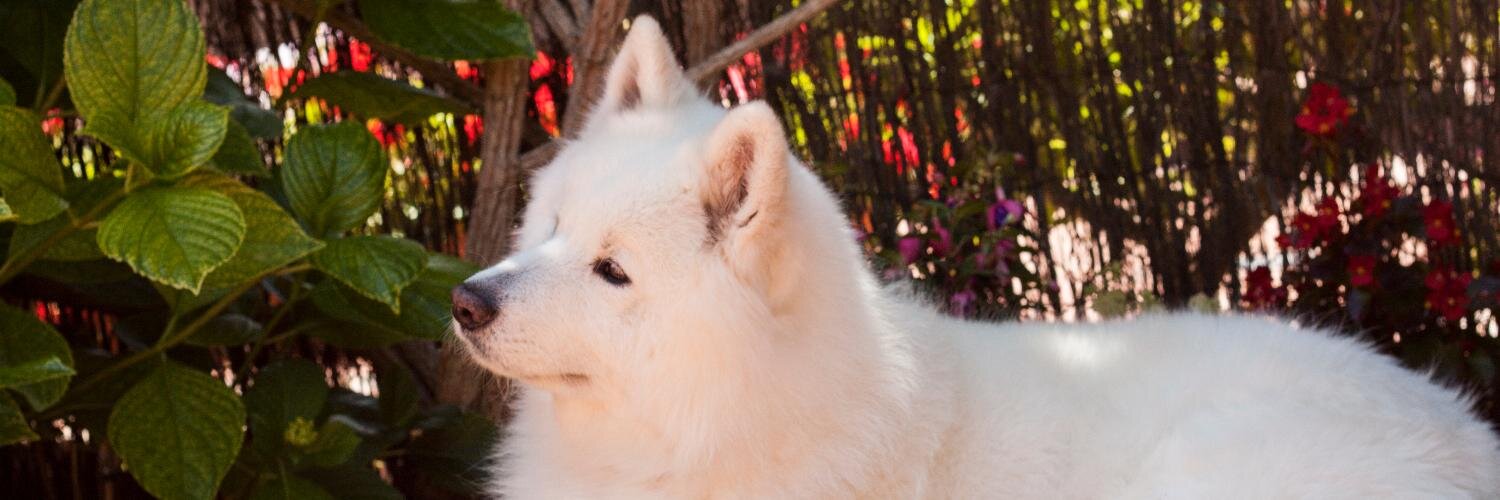 Ardnyss's profile banner image
