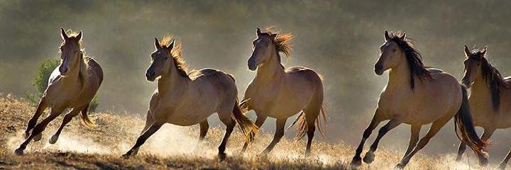 Eric Giese 🇺🇸 💯🍊 banner