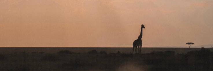 AlbaGamarro's profile banner image