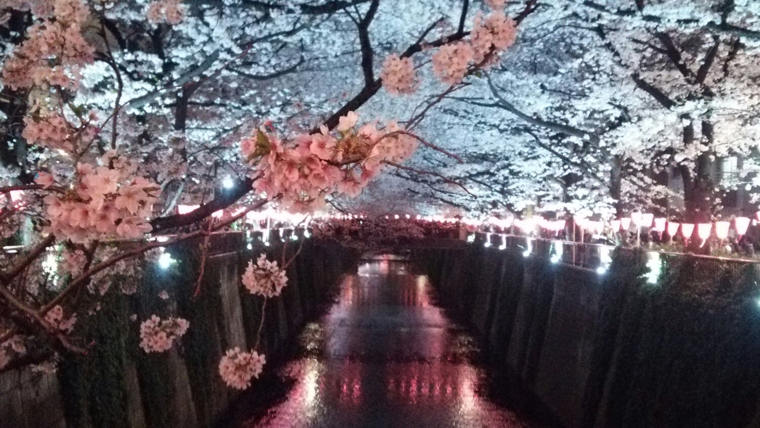 ひょーきん🌟(ﾟＯﾟ)/💛@暖かくなってきたので🌸2/28〜今季オタ活再開しました🌟 banner