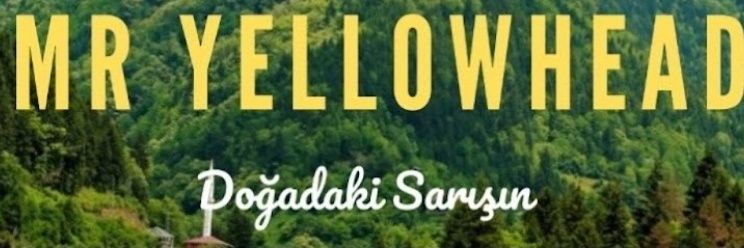 Mr_Yellowhead's profile banner image