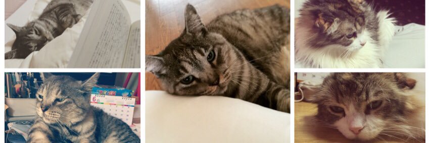 ぢゃっく@Lv.37 banner