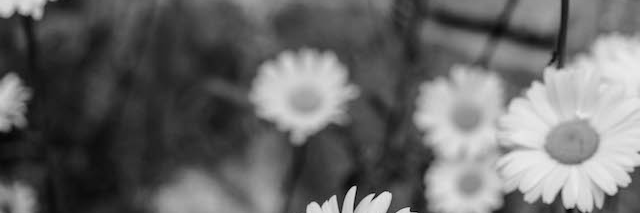 elinaalan's profile banner image