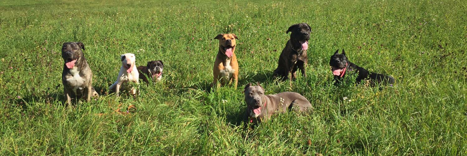 k9balanceblue's profile banner image