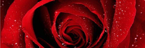 ALIBAISSAA Profile Banner