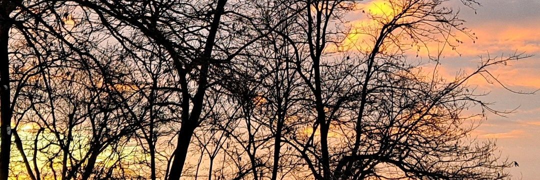 Daniel Ros banner