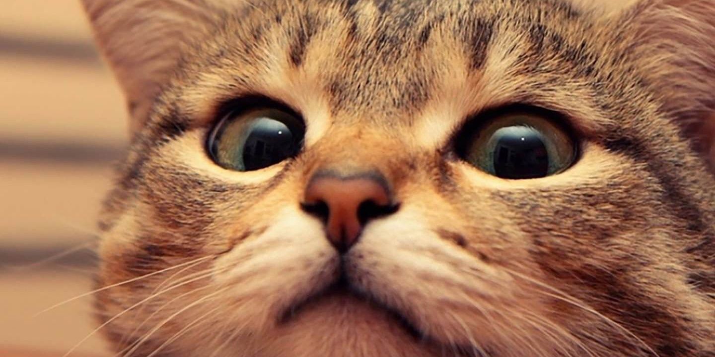 Mehmettskya's profile banner image