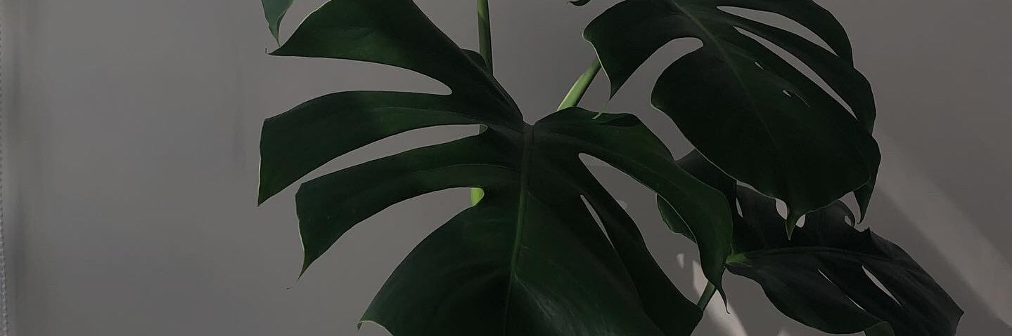 cachapasconques's profile banner image