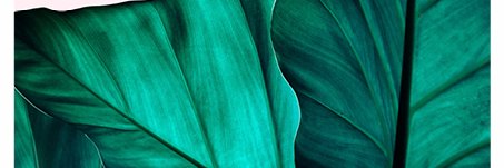 Susana RG banner