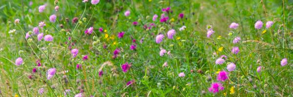 NearbyWild Profile Banner