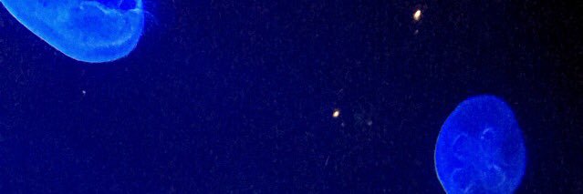 nikko_suavee's profile banner image