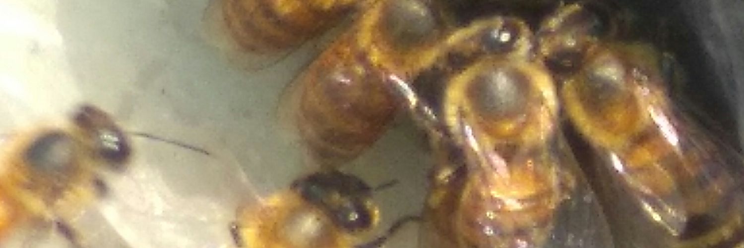 CrisisUaem's profile banner image