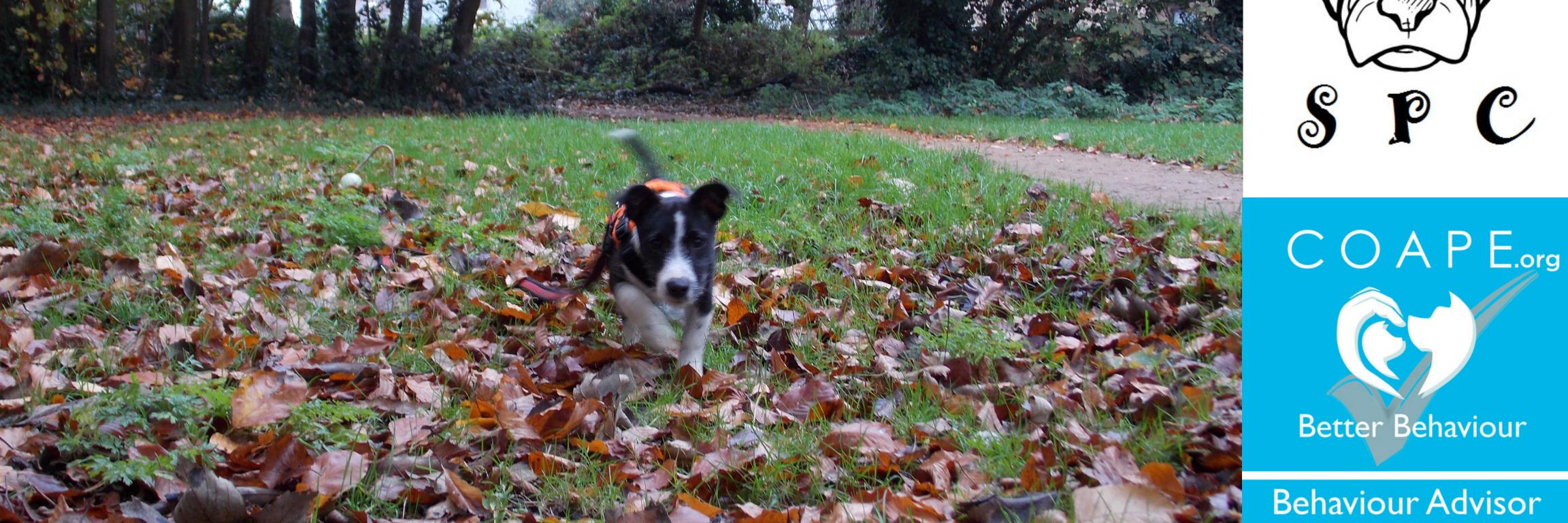 SocialPetsCambs's profile banner image