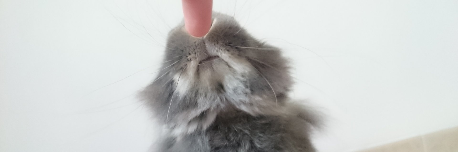 Amaury 'GOAMO' B. banner