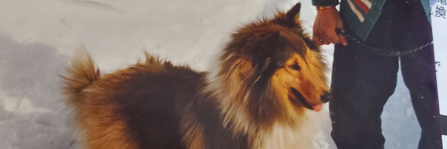 splazy_'s profile banner image
