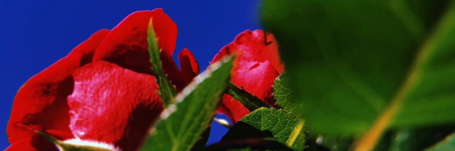 Ronz0418's profile banner image