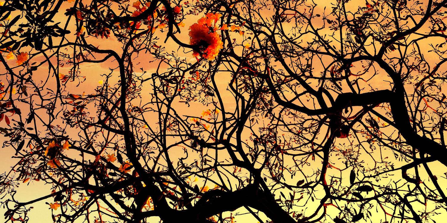 DhammaPost's profile banner image