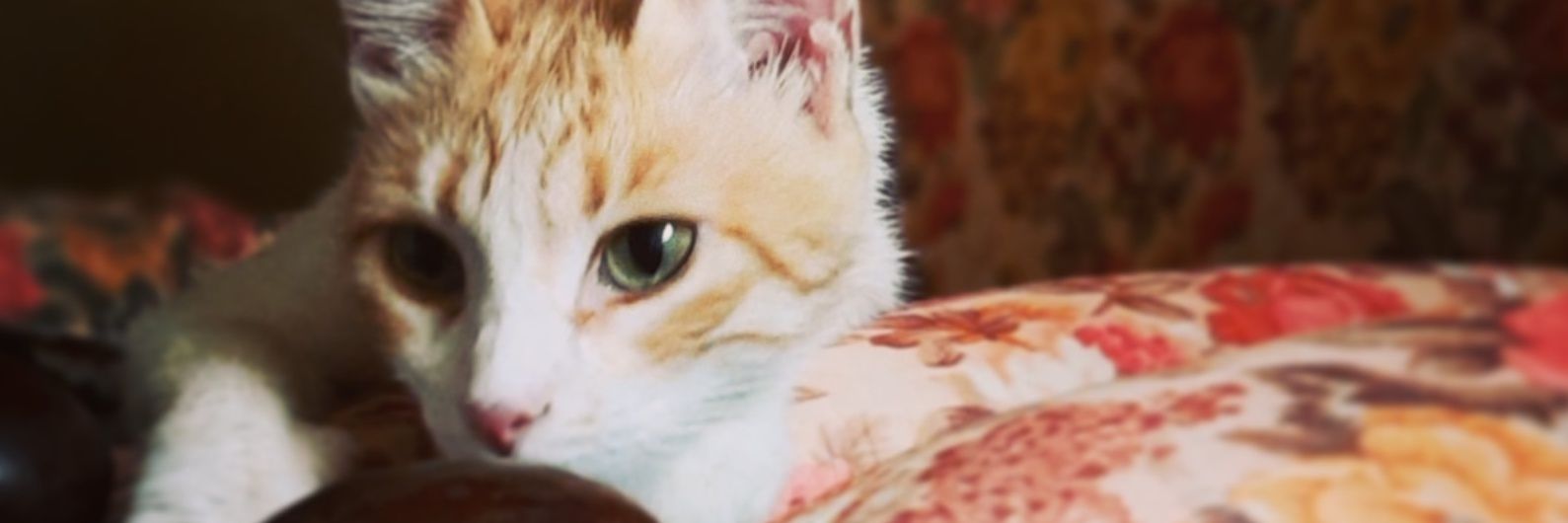 dina_Msamir's profile banner image