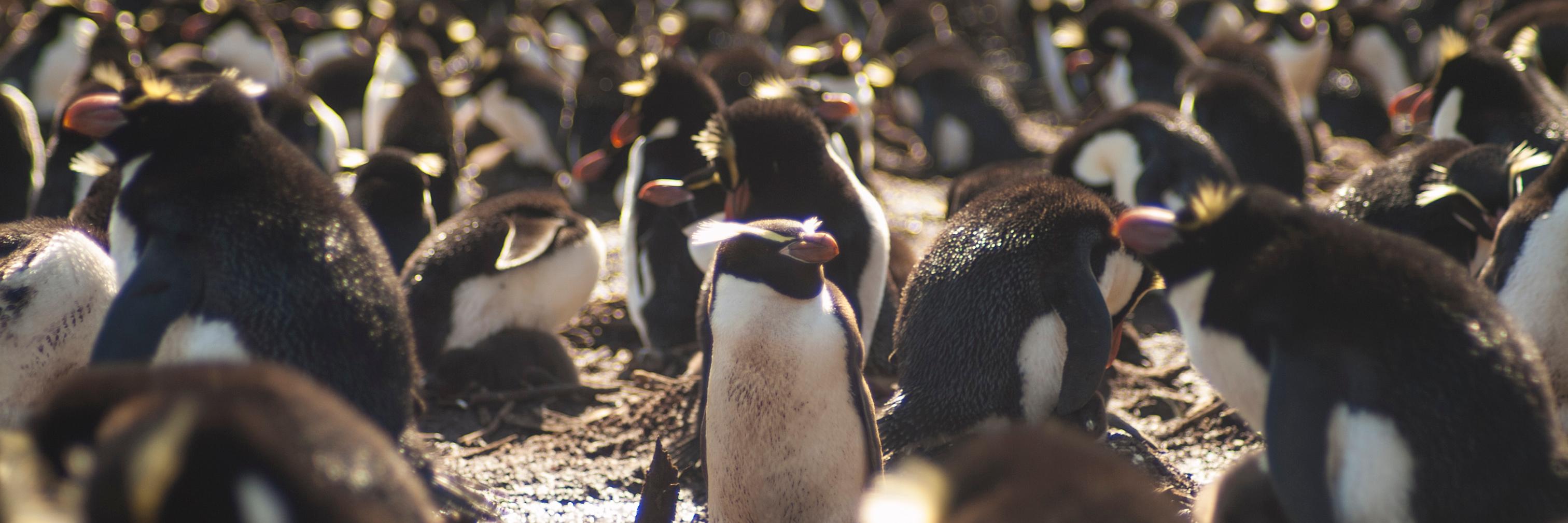 Ursula Ellenberg banner