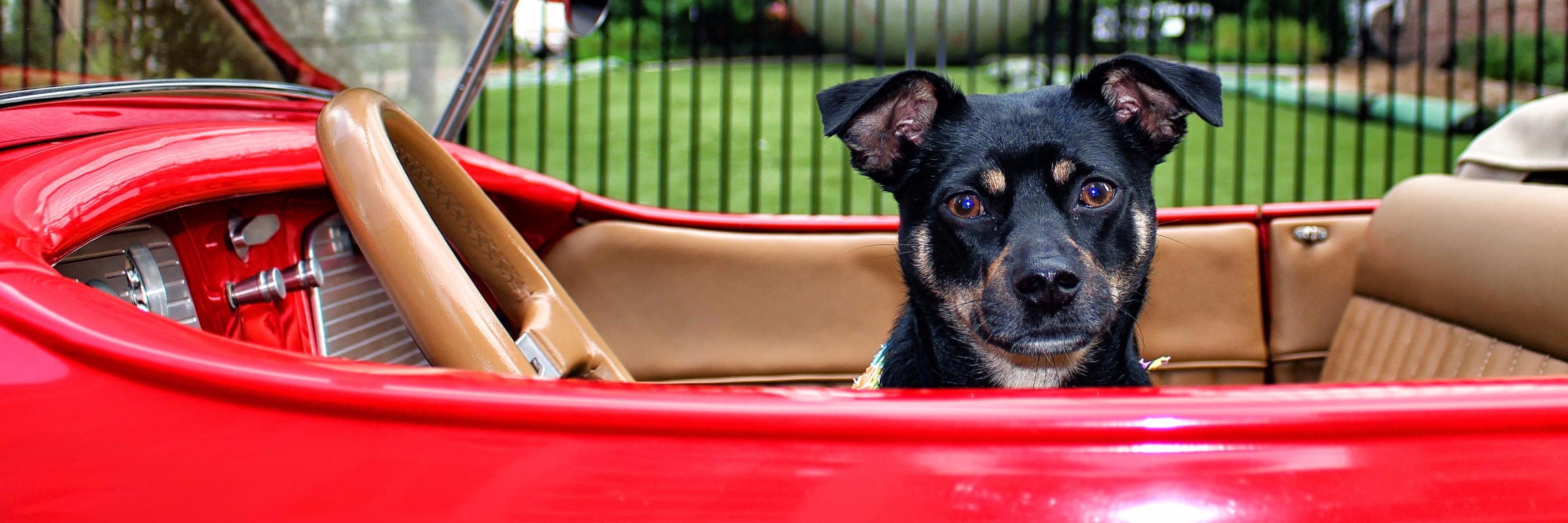 TexasDogAbroad's profile banner image