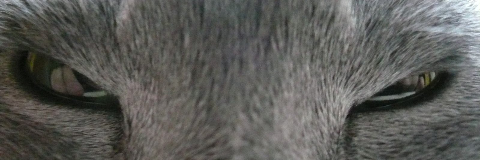 fuksiak's profile banner image