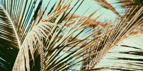 misshonolala's profile banner image