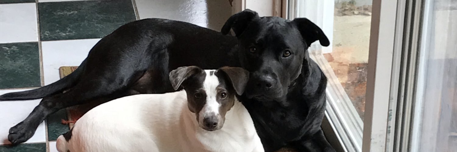 adamssmithdonna's profile banner image