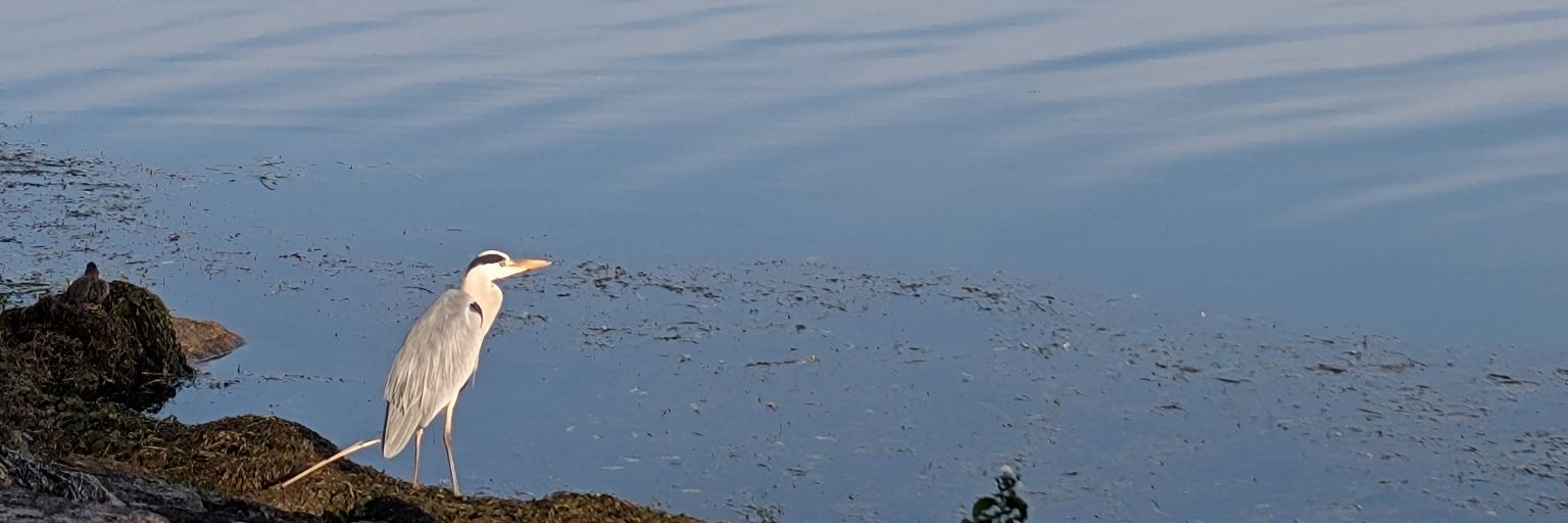 mochohoppe's profile banner image