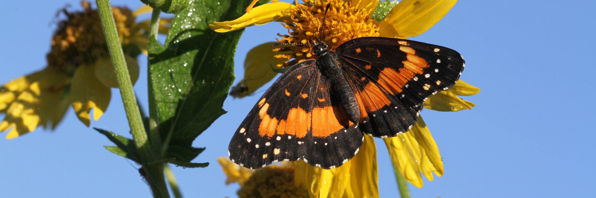 Insects Unlocked banner