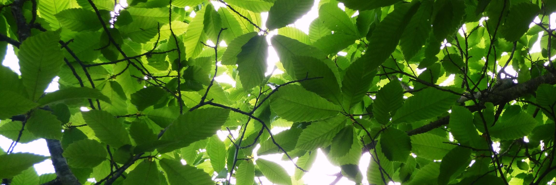 Anna Saperas Tuset banner