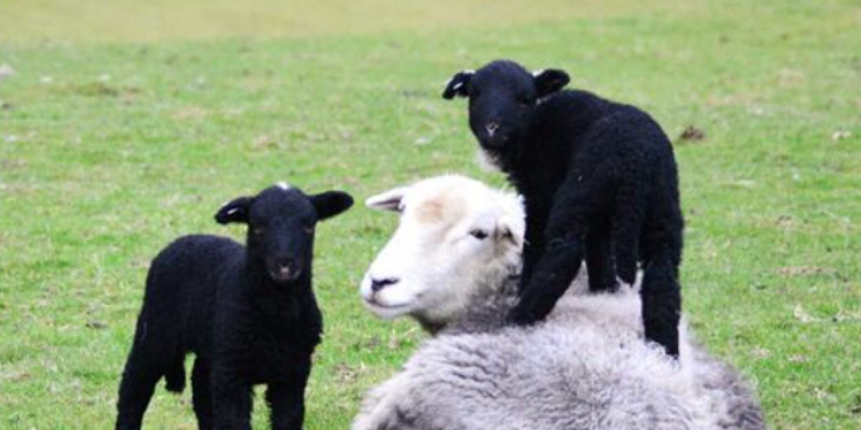 Crookabeck Herdwicks banner