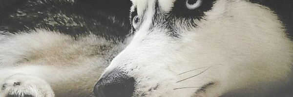 JacindaBunch Profile Banner