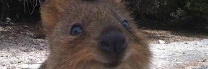Rottenrocket1's profile banner image