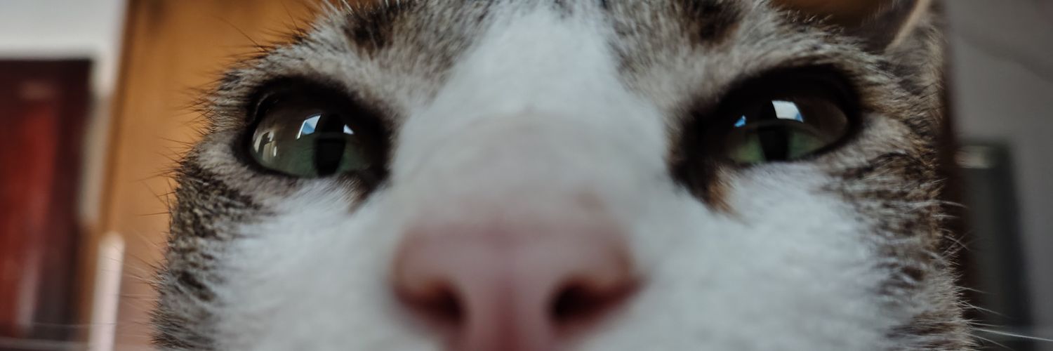 boobsels's profile banner image