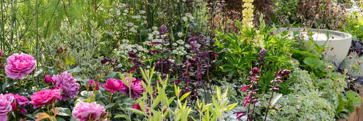 Border in a Box banner