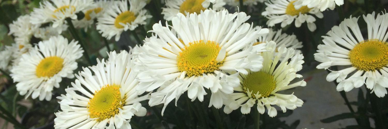 eloisee_'s profile banner image